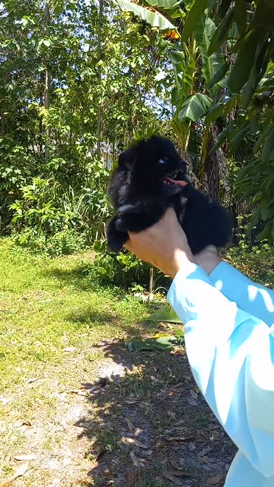 Black Bear, a male Pomeranian for sale in West Palm Beach, FL – 7 of 8