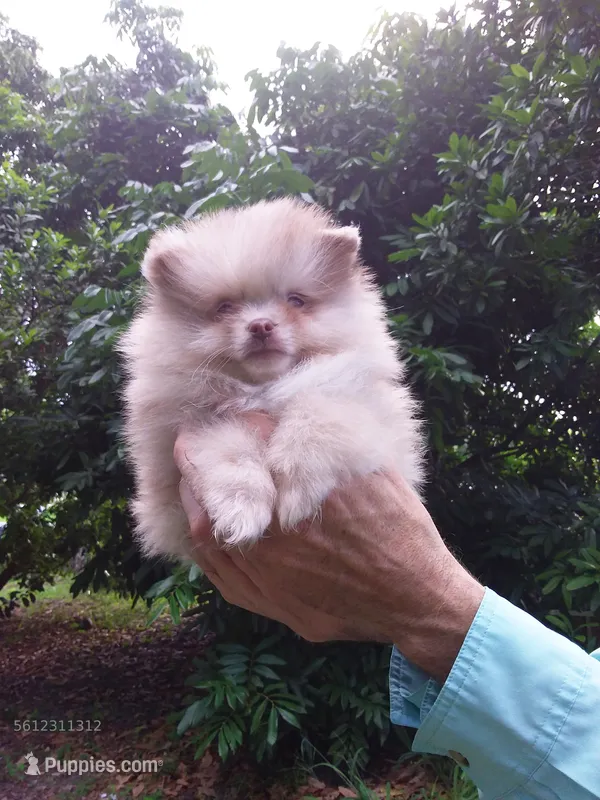 Teddy Bear  Chocolate  Merle, blue eyes – Pomeranian puppy for sale in West Palm Beach, FL