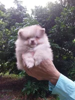 Toffee, a male Pomeranian for sale in West Palm Beach, FL – 1 of 10
