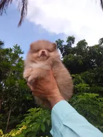 Exclusive Chocolate  Merle, a male Pomeranian for sale in West Palm Beach, FL – 6 of 10
