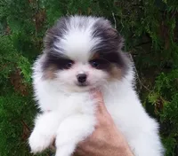 Teddy Bear, blue eyes, a male Pomeranian for sale in West Palm Beach, FL – 8 of 10