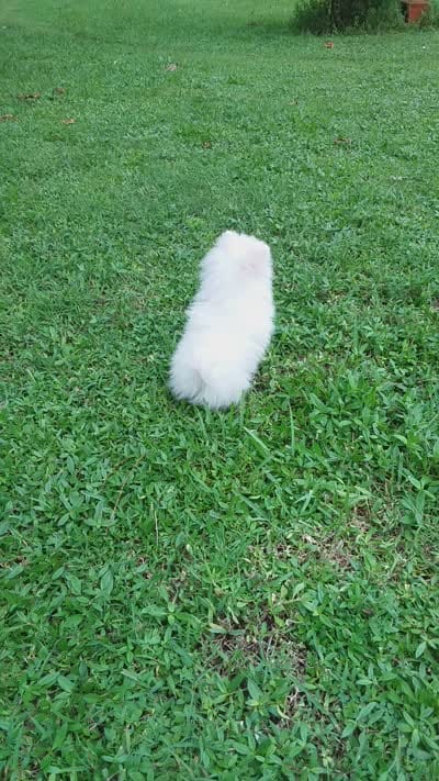 Teacup Snow White Baby, a female Pomeranian for sale in West Palm Beach, FL – 9 of 10