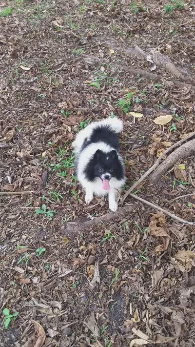 Baby, a female Pomeranian for sale in West Palm Beach, FL – 10 of 10