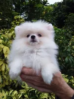 Snow White Baby, a female Pomeranian for sale in West Palm Beach, FL – 8 of 10