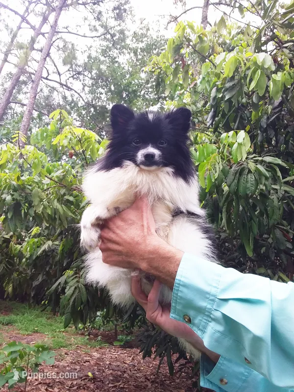 Baby – Pomeranian puppy for sale in West Palm Beach, FL