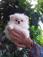 Snow White Baby, a female Pomeranian for sale in West Palm Beach, FL – 2 of 10