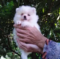 White Baby, a female Pomeranian for sale in West Palm Beach, FL – 6 of 9