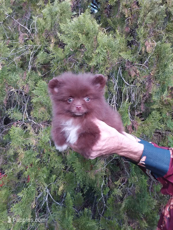 COCO – Pomeranian puppy for sale in West Palm Beach, FL