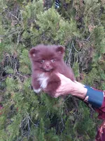 COCO, a female Pomeranian for sale in West Palm Beach, FL – 7 of 10