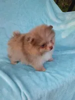 Teacup Merle, a  Pomeranian for sale in West Palm Beach, FL – 6 of 10