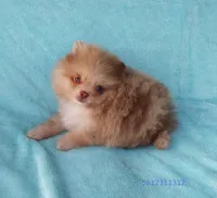 Tiny rare Chocolate Merle, a male Pomeranian for sale in West Palm Beach, FL – 4 of 10