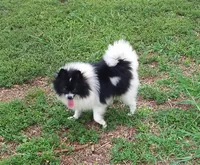 Baby, a female Pomeranian for sale in West Palm Beach, FL – 3 of 10