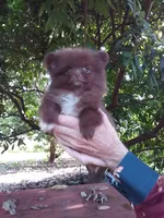COCO, a female Pomeranian for sale in West Palm Beach, FL – 3 of 10