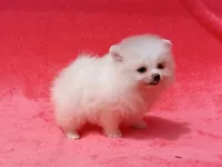 Snow White, a female Pomeranian for sale in West Palm Beach, FL – 6 of 9
