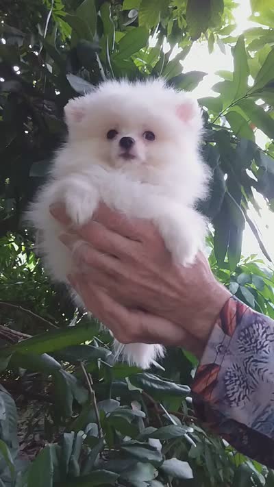 Snow White Baby, a female Pomeranian for sale in West Palm Beach, FL – 10 of 10