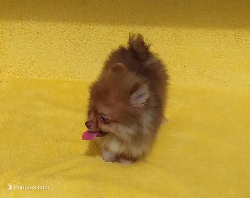 Snickers – Pomeranian puppy for sale in West Palm Beach, FL