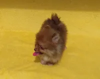 Snickers, a male Pomeranian for sale in West Palm Beach, FL – 3 of 8