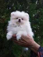 Snow White Baby, a female Pomeranian for sale in West Palm Beach, FL – 7 of 10