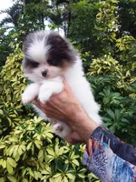 Teddy Bear, blue eyes, a male Pomeranian for sale in West Palm Beach, FL – 3 of 10