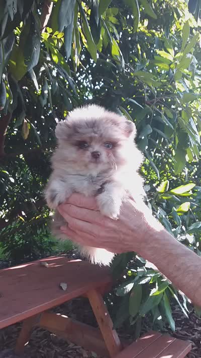 Chocolate  Merle Teddy Bear , blue eyes, a female Pomeranian for sale in West Palm Beach, FL – 3 of 8