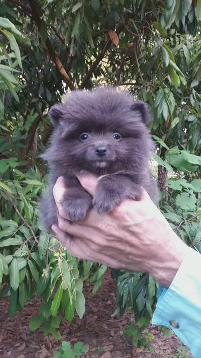 Tiny Blue Prince, a male Pomeranian for sale in West Palm Beach, FL – 6 of 6