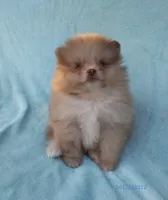 Teacup Chocolate   Merle, blue eyes, a male Pomeranian for sale in West Palm Beach, FL – 6 of 10