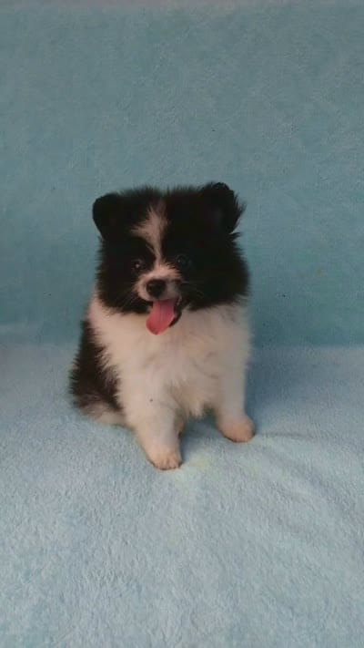 Tiny Teddy Bear, a male Pomeranian for sale in West Palm Beach, FL – 10 of 10