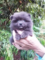 Tiny Blue Prince, a male Pomeranian for sale in West Palm Beach, FL – 2 of 6