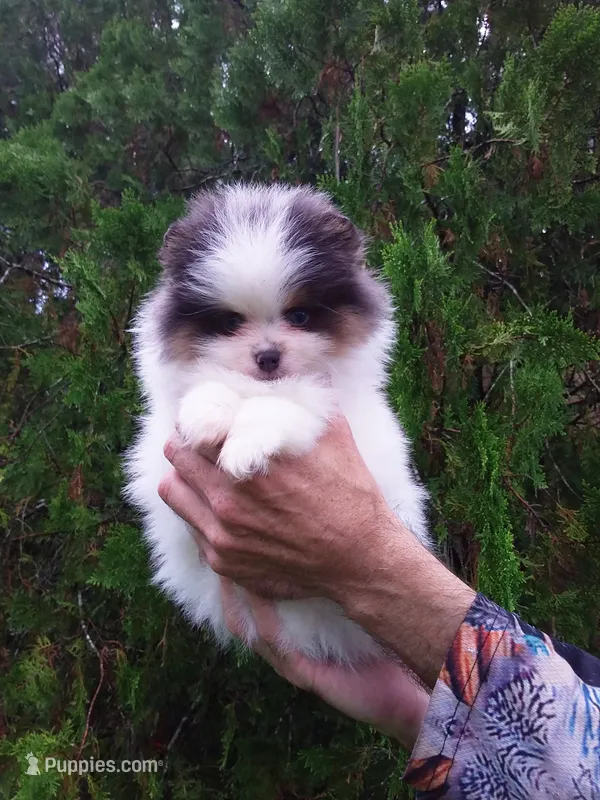 Teddy Bear – Pomeranian puppy for sale in West Palm Beach, FL