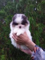 Teddy Bear, blue eyes, a male Pomeranian for sale in West Palm Beach, FL – 5 of 10