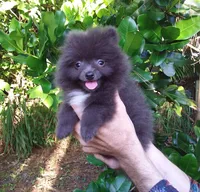 Sterling, a male Pomeranian for sale in West Palm Beach, FL – 3 of 9