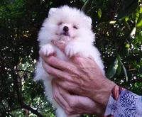 White Baby, a female Pomeranian for sale in West Palm Beach, FL – 3 of 9