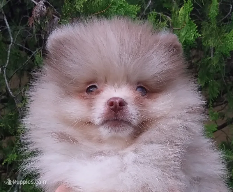 Teddy Bear  Chocolate  Merle, blue eyes – Pomeranian puppy for sale in West Palm Beach, FL
