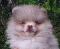 Toffee, a male Pomeranian for sale in West Palm Beach, FL – 5 of 10