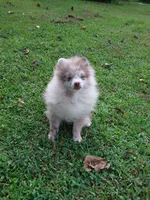 Rare Lilac Merle, blue eyes, a male Pomeranian for sale in West Palm Beach, FL – 5 of 10