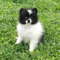 White-Black, a female Pomeranian for sale in West Palm Beach, FL – Photo 1 of 10
