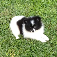 White-Black, a female Pomeranian for sale in West Palm Beach, FL – Photo 4 of 10
