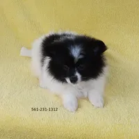 White-Black, a female Pomeranian for sale in West Palm Beach, FL – Photo 6 of 10