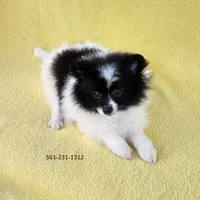 White-Black, a female Pomeranian for sale in West Palm Beach, FL – Photo 9 of 10