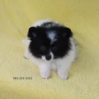 White-Black, a female Pomeranian for sale in West Palm Beach, FL – Photo 2 of 10