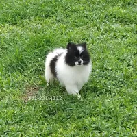 White-Black, a female Pomeranian for sale in West Palm Beach, FL – Photo 7 of 10