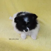 White-Black, a female Pomeranian for sale in West Palm Beach, FL – Photo 3 of 10