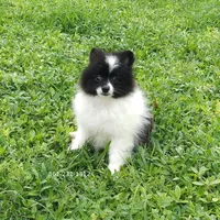 White-Black, a female Pomeranian for sale in West Palm Beach, FL – Photo 10 of 10