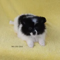 White-Black, a female Pomeranian for sale in West Palm Beach, FL – Photo 8 of 10