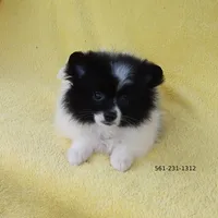 White-Black, a female Pomeranian for sale in West Palm Beach, FL – Photo 5 of 10