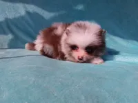 Panda, a male Pomeranian for sale in West Palm Beach, FL – 4 of 10