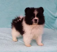 Tiny Teddy Bear, a male Pomeranian for sale in West Palm Beach, FL – 5 of 10
