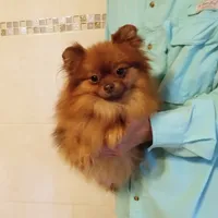 AKC Baby, a female Pomeranian for sale in West Palm Beach, FL – Photo 2 of 7