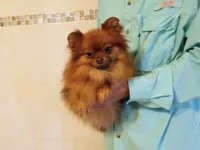 AKC Baby, a female Pomeranian for sale in West Palm Beach, FL – Photo 2 of 7