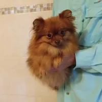 AKC Baby, a female Pomeranian for sale in West Palm Beach, FL – Photo 7 of 7